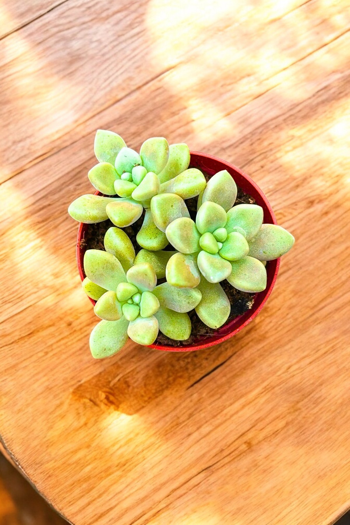 Graptopetalum Mendozae 