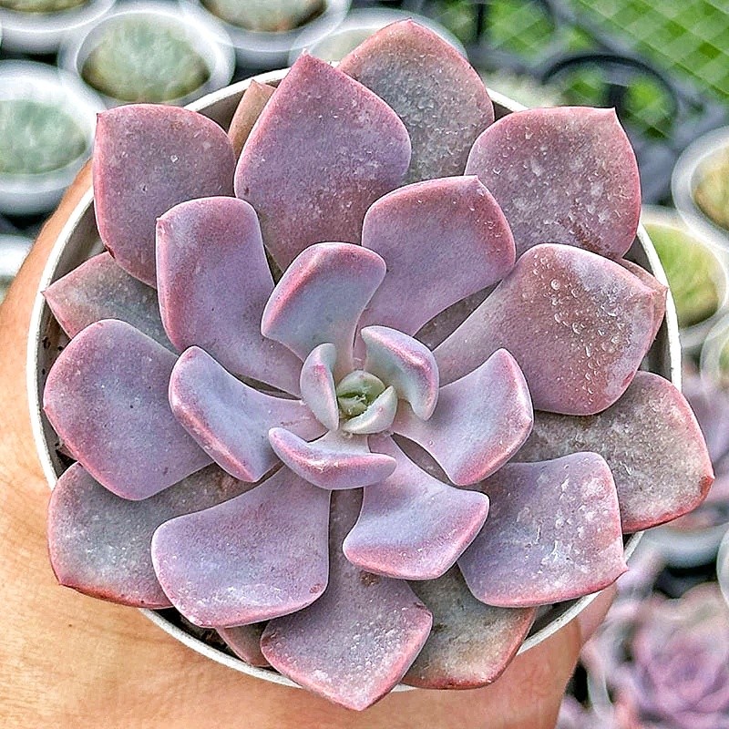 Graptoveria Debbie