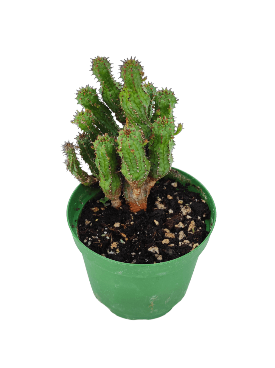  Euphorbia Globosa 10,5cm