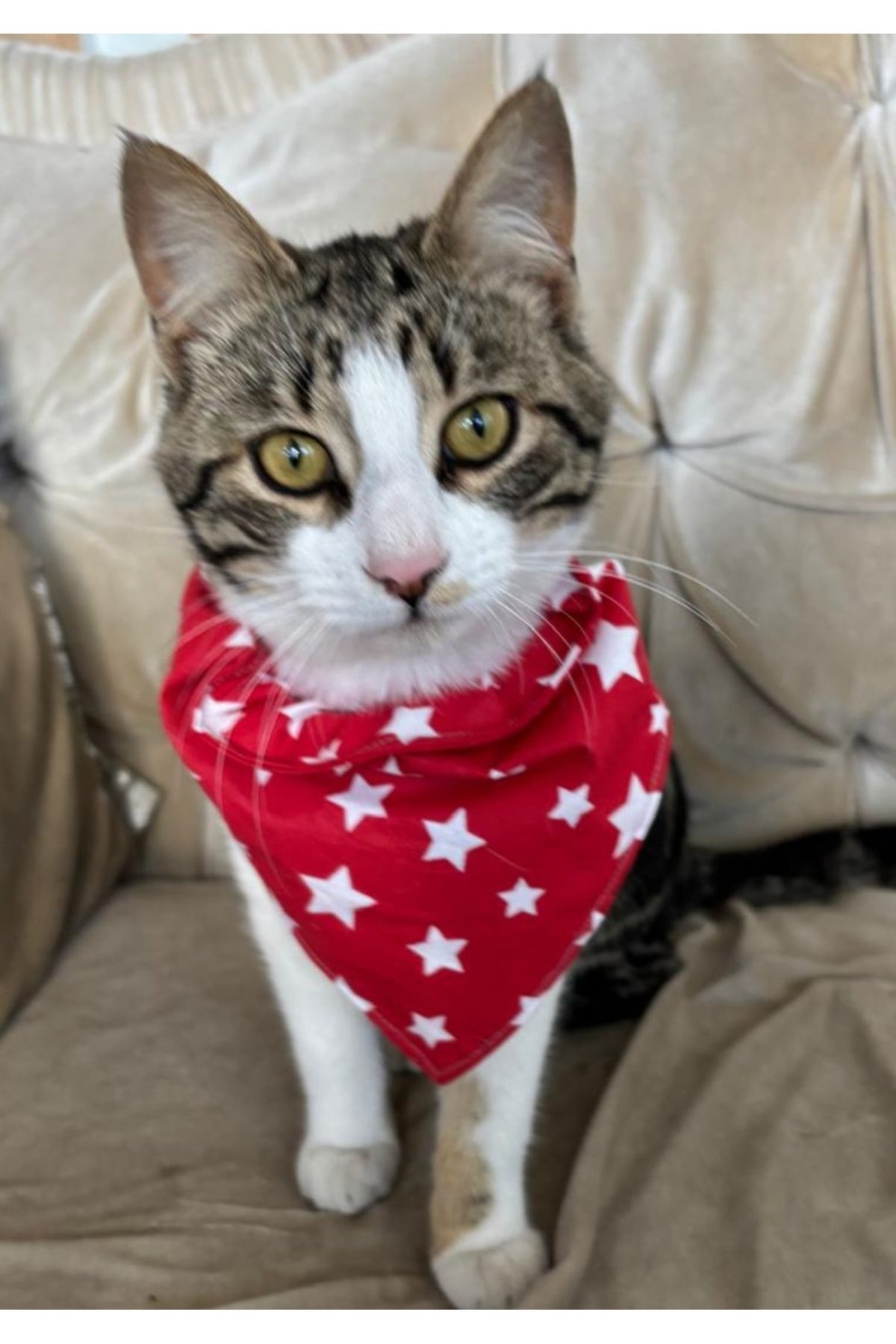 Kedi Köpek Fları Boyunluk