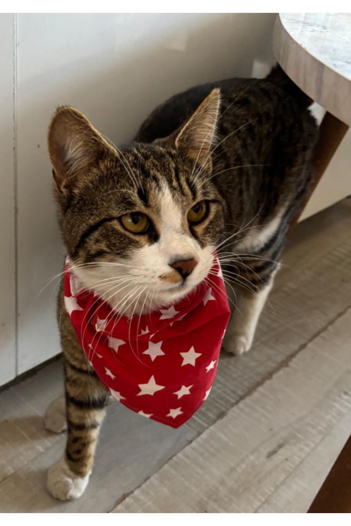 Kedi Köpek Fları Boyunluk