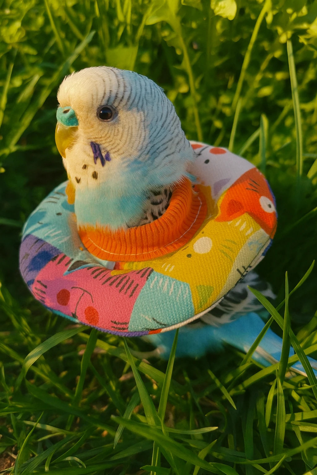 Elizabet Kuş Boyunluğu-Dış çap 10 cm x iç çap 5 cm-Kuş Yakalığı