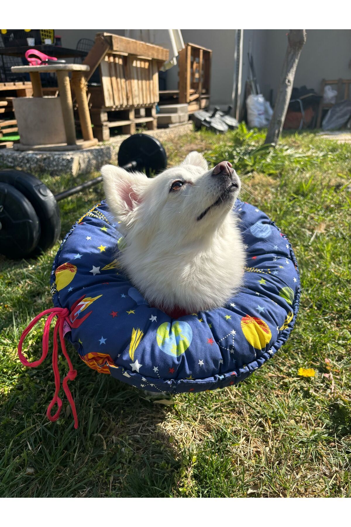 Kedi Köpek Huni Operasyon Boyunluk,Yakalık,Yastık,Elizabeth(XL Dış kenar çapı:45 cm)%100 koruma 03