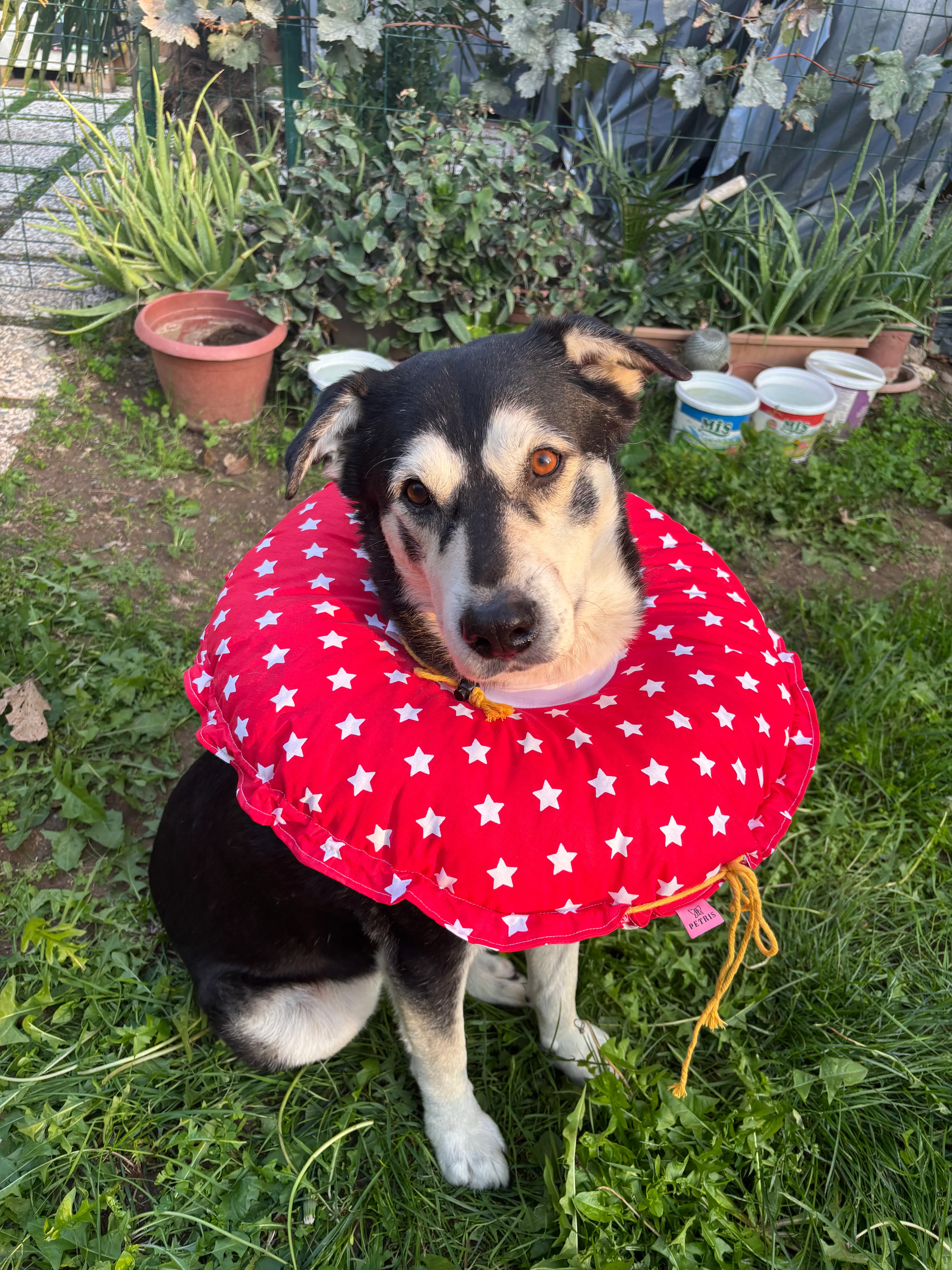 0.rta-Büyük.Irk Köpek Boyunluk-elizabeth Yakalık Operasyon Boyunluk-kedi Boyun Yastığı-XXL