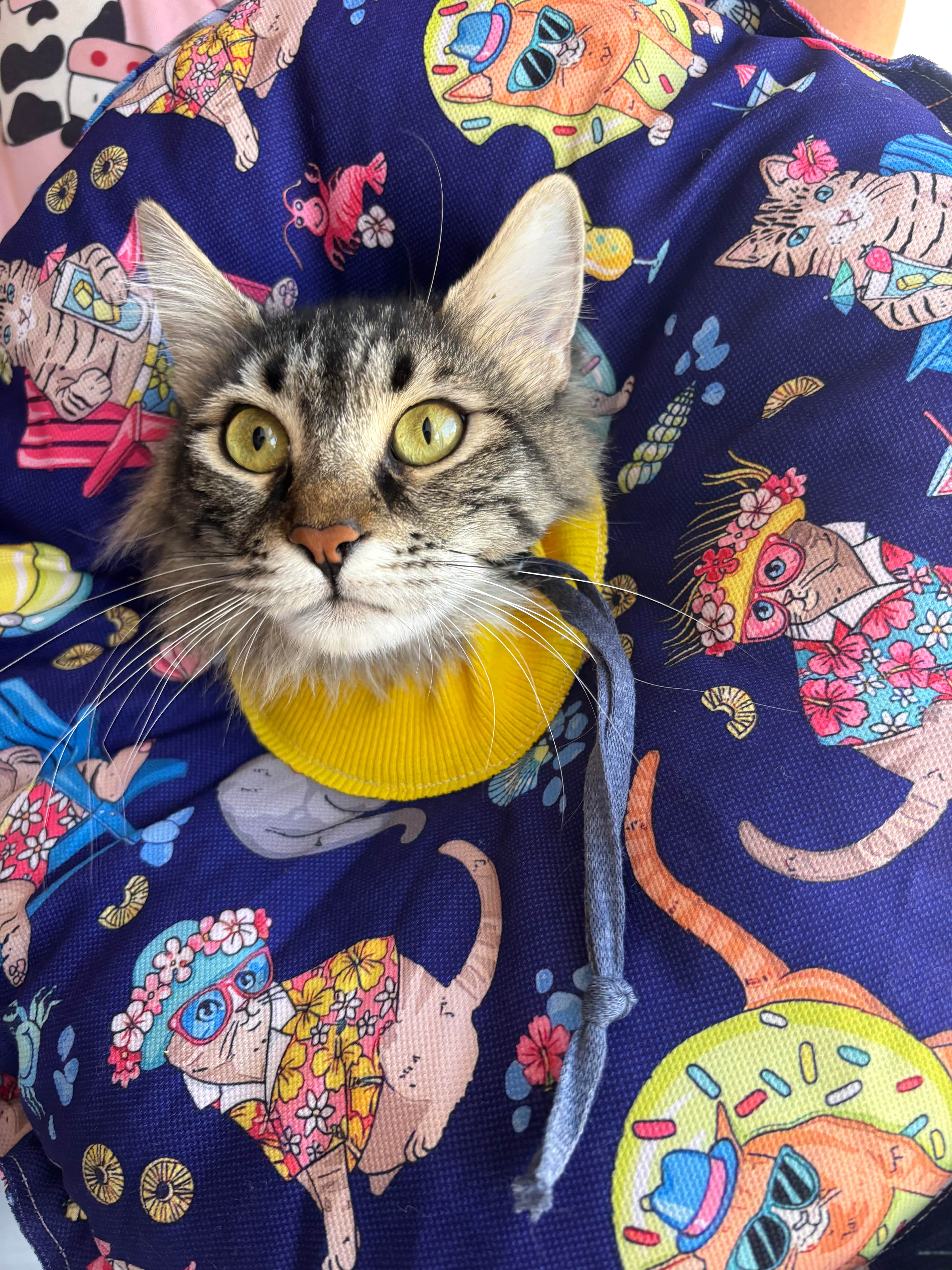 Kedi Köpek Huni Operasyon Boyunluk,Yakalık,Elizabeth(XLDış kenar çapı:45cm)%100 koruma Özel kumaş
