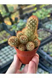 Mammillaria Elongata fildişi kaktüs 55cm saksıda
