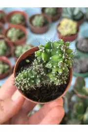 Cereus Hildmannianus Monstrose özel tür kaktüs 55cm saksıda