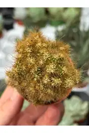 Cereus Peruvianus Monstrosus Cristata özel tür kaktüs 5,5cm saksıda