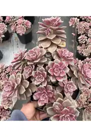 Echeveria Goose Liver Kore ithal özel tür sukulent 55cm saksıda