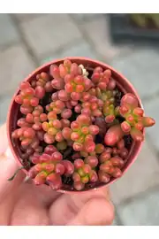 Sedum Rubrotinctum Kırmızı jelibon sukulent 55cm saksıda