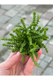 Prenses Çamı özel tür sukulent 5,5cm saksıda