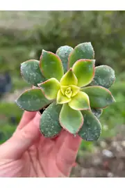 Aeonium Kiwi İthal Koleksiyonluk 5,5cm Saksıda