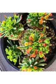 Euphorbia Japonica koleksiyonluk özel tür kaktüs 55cm saksıda