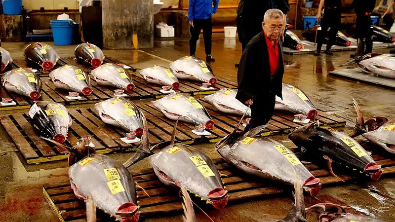 Tsukiji Balık Pazarı