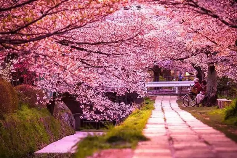 Sakura Kiraz Çiçeği Festivali