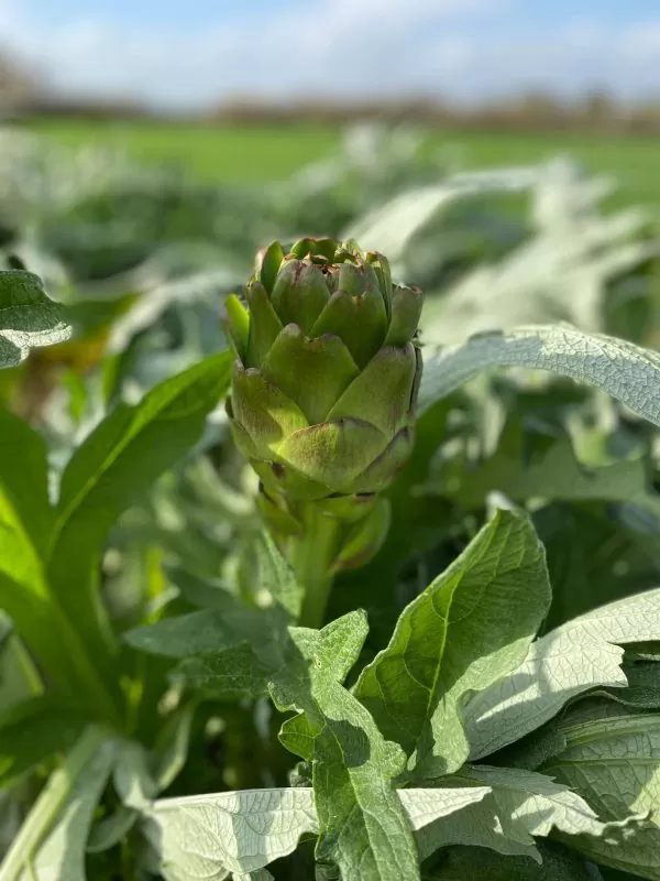 1 Adet Kelleli Gövde Sakız Cinsi Enginar