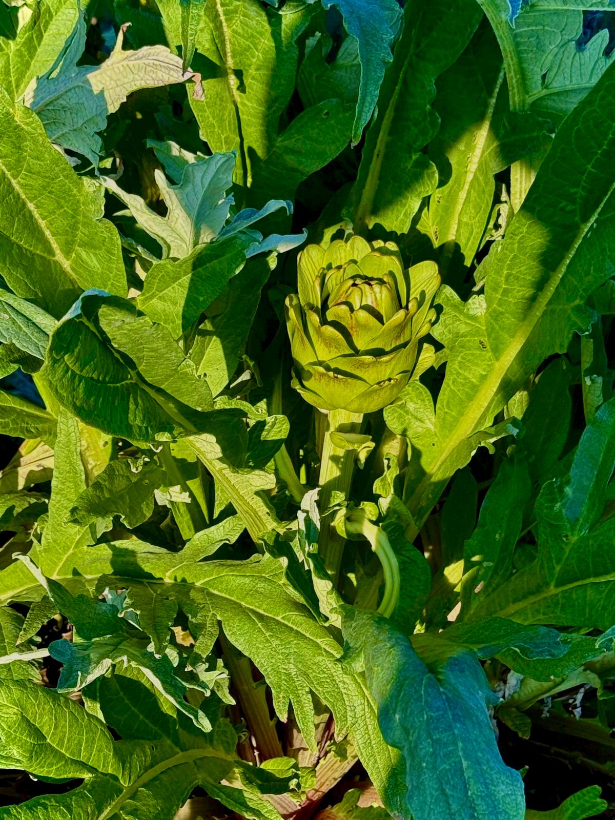 Dalından Kalp Enginar