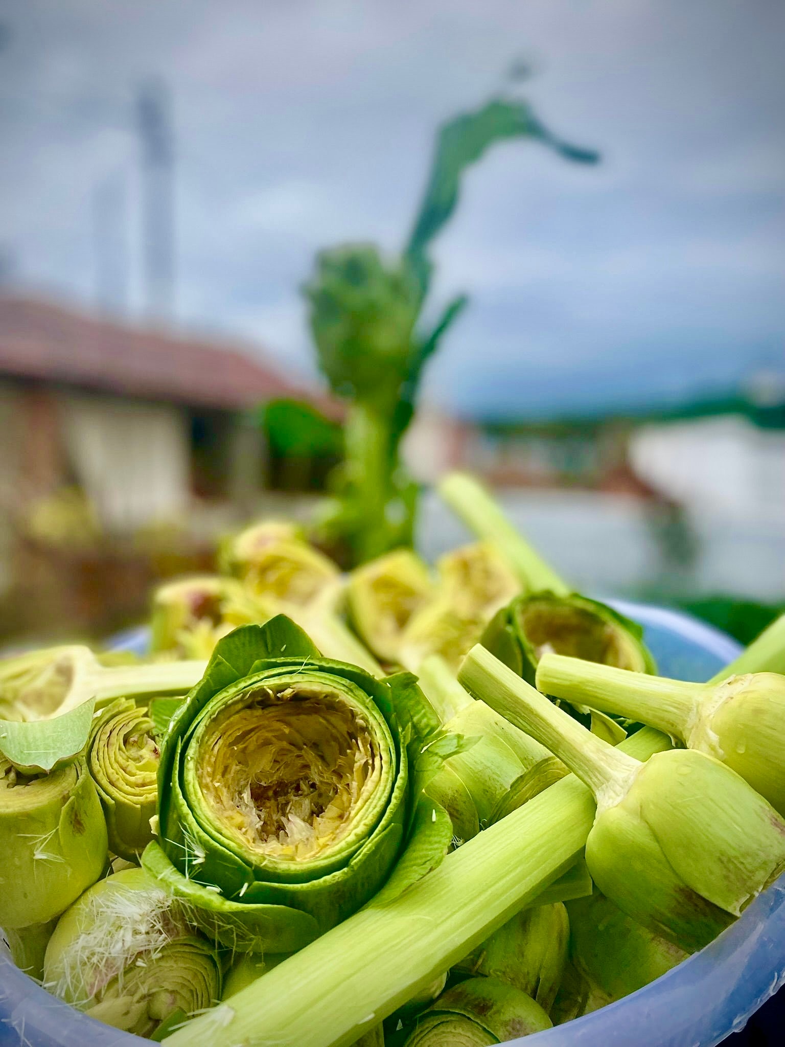 Temizlenmiş 20 Adet Yarma Bebek + 20 Adet Dolmalık