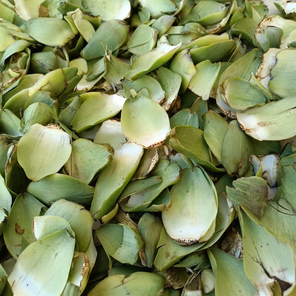 1 Kg Taze Enginar Yaprağı