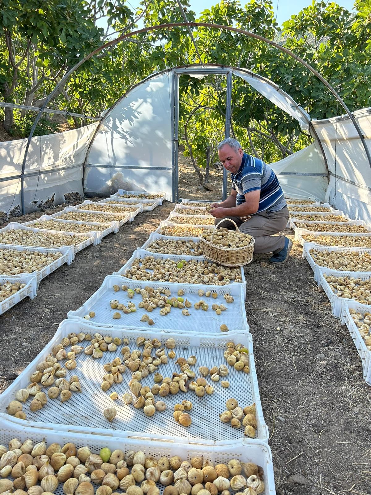 1 Kg Duble Boy Süzme Dağ İnciri