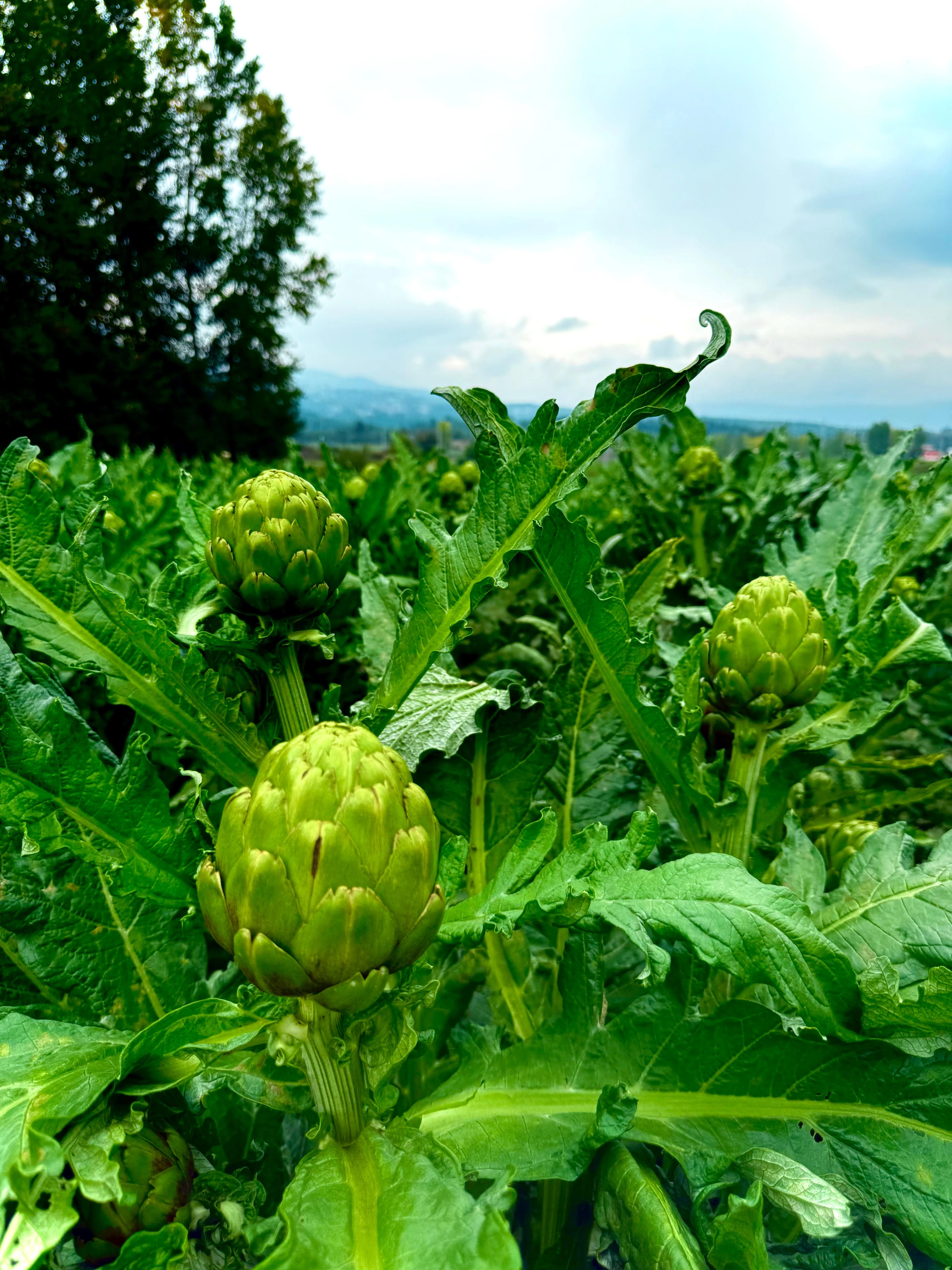 Dalından Dolmalık Enginar
