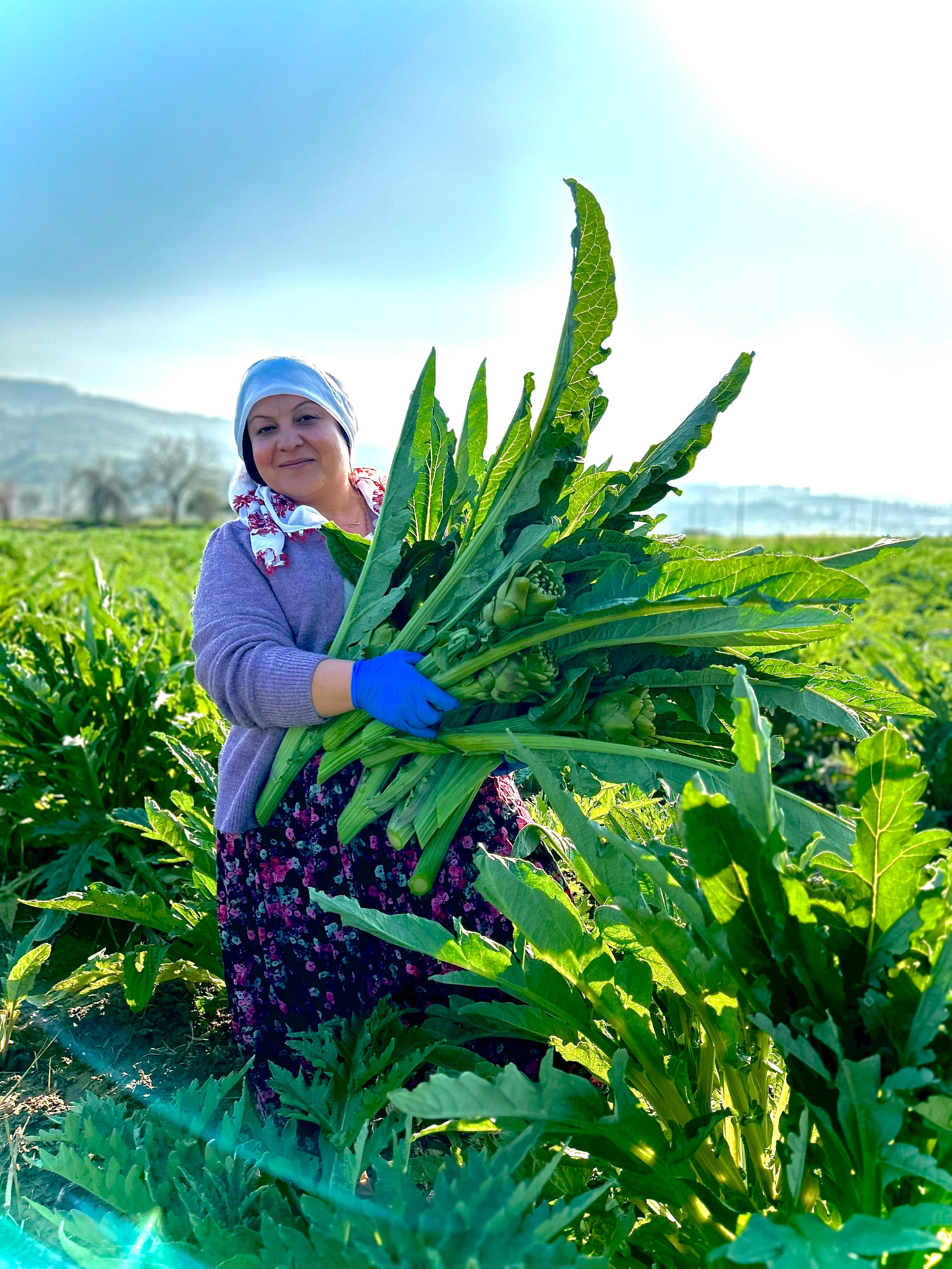Dalından Kalp Enginar