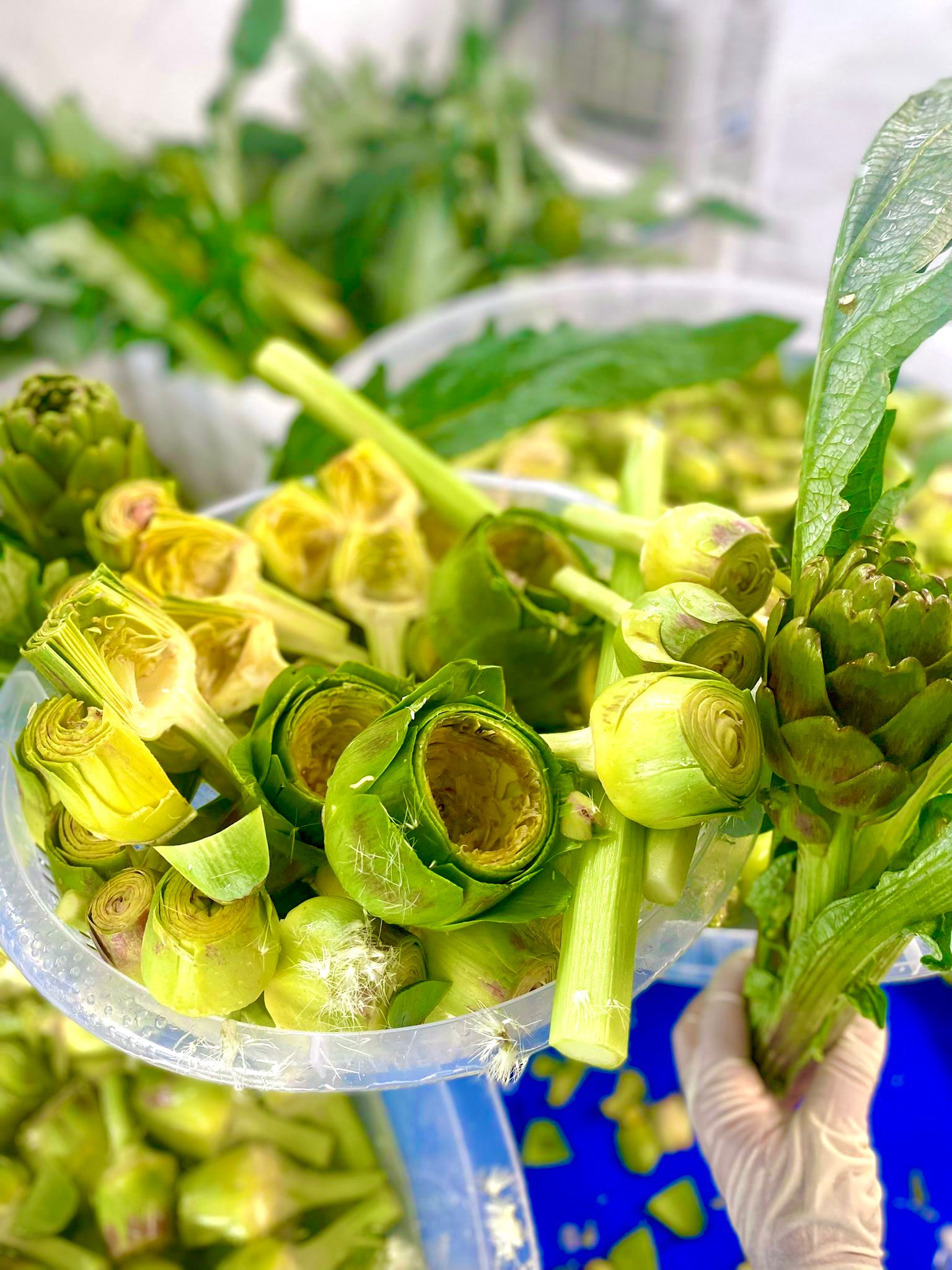 Temizlenmiş 45 Adet Mix Paket (15 Çanak + 10 Bebek + 10 Dolmalık + 10 Kalp )