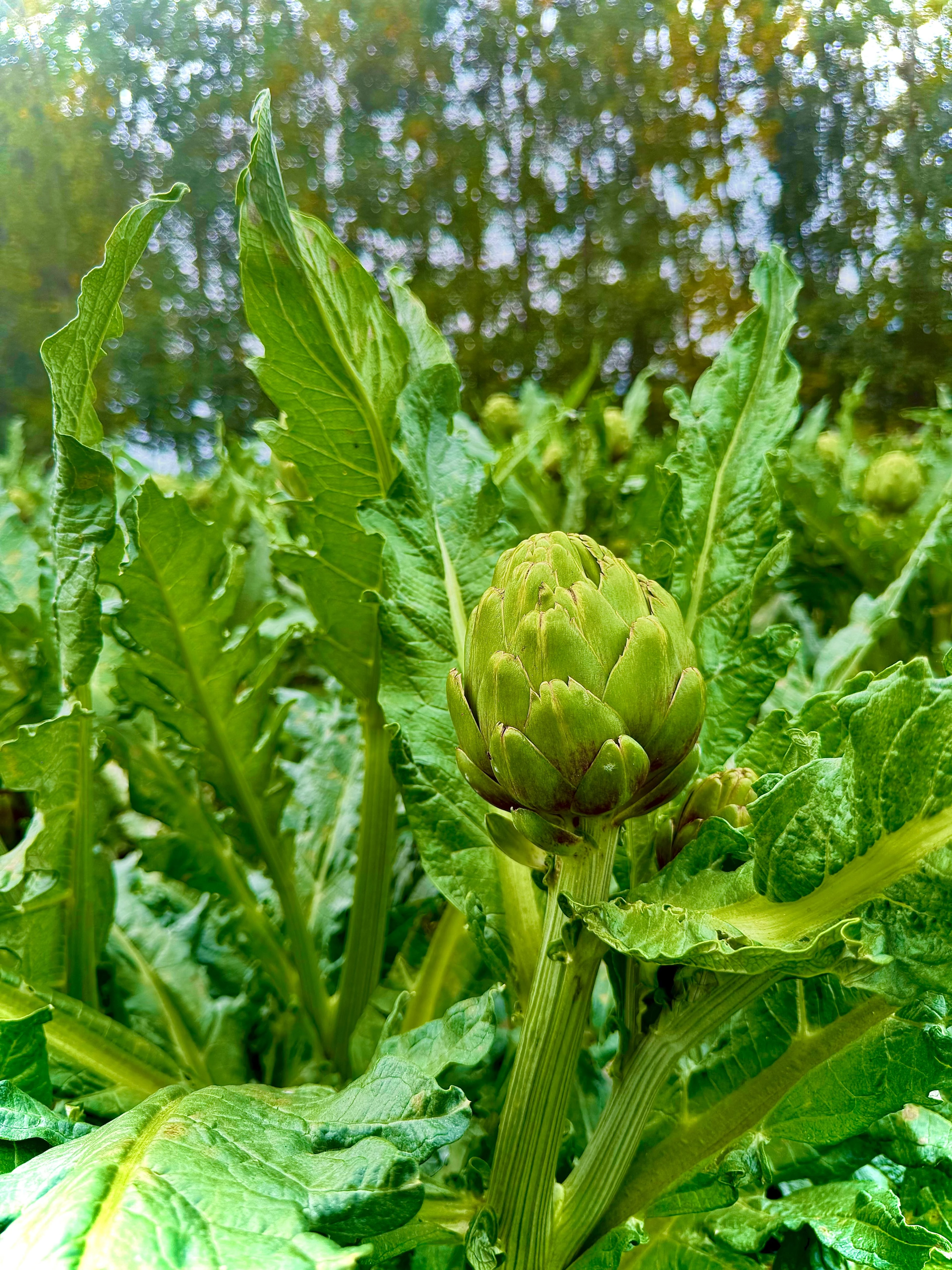 Dalından Dolmalık Enginar