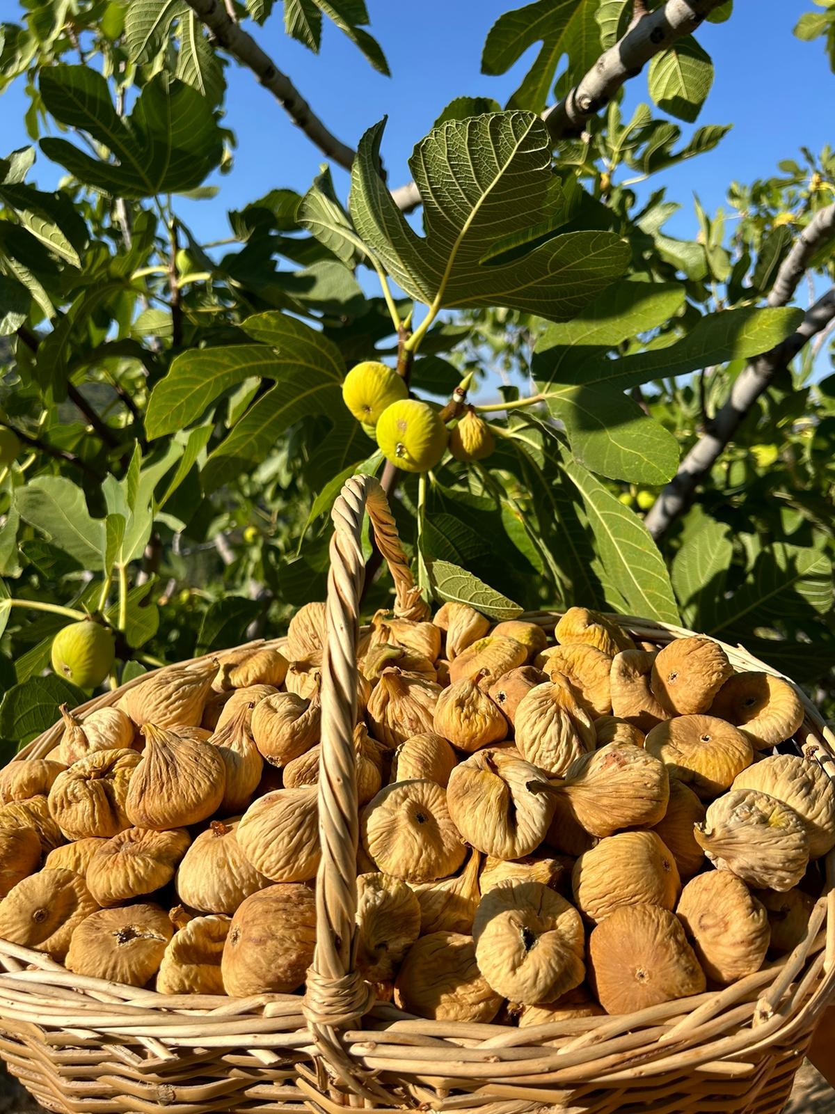 1 Kg Küçük Boy Dağ İnciri