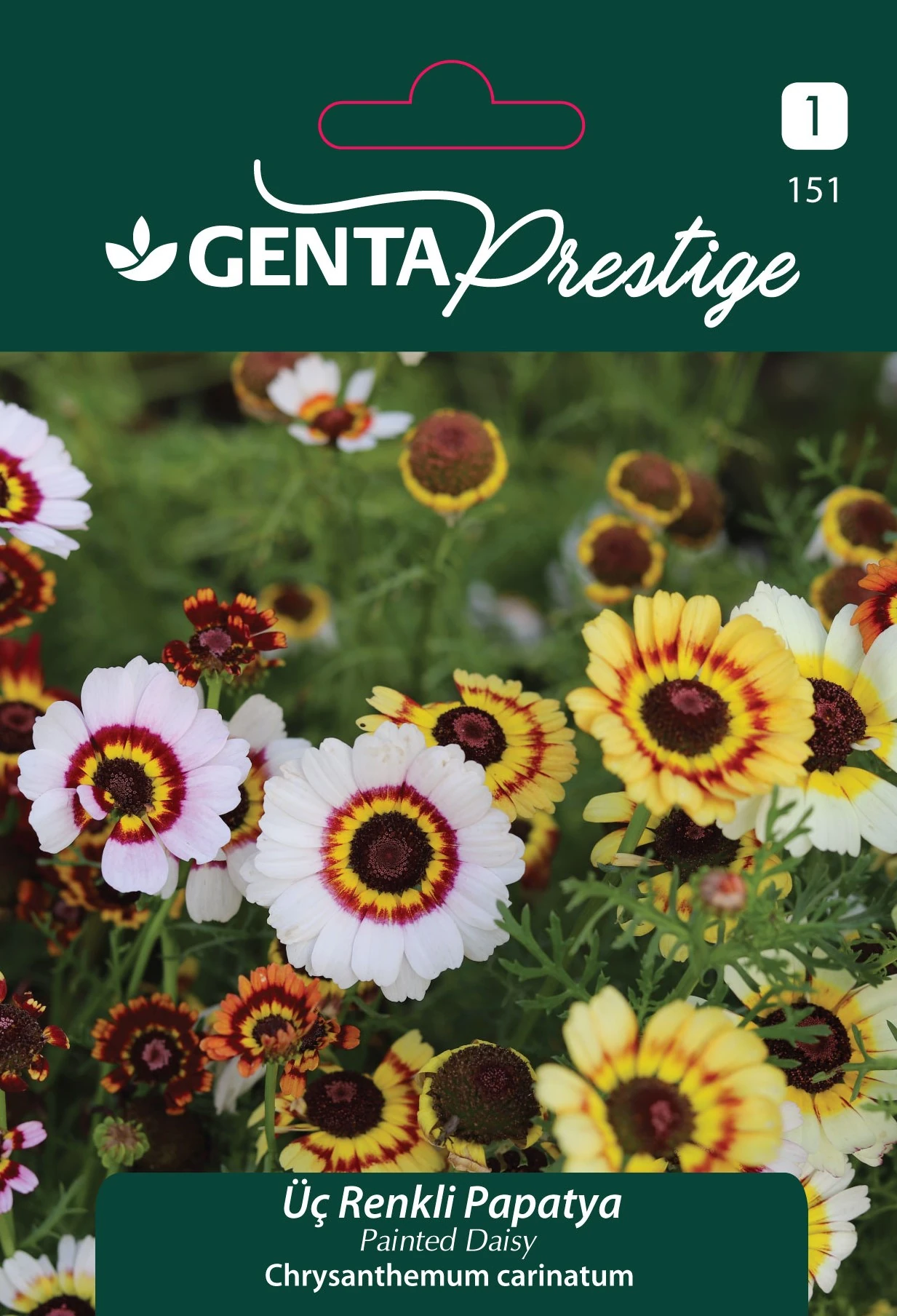Genta Prestige Üç Renkli Papatya (Painted Daisy – Chrysanthemum carinatum) Tohumu – Arıları Çeken Çokrenkli Tek Yıllık Çiçek