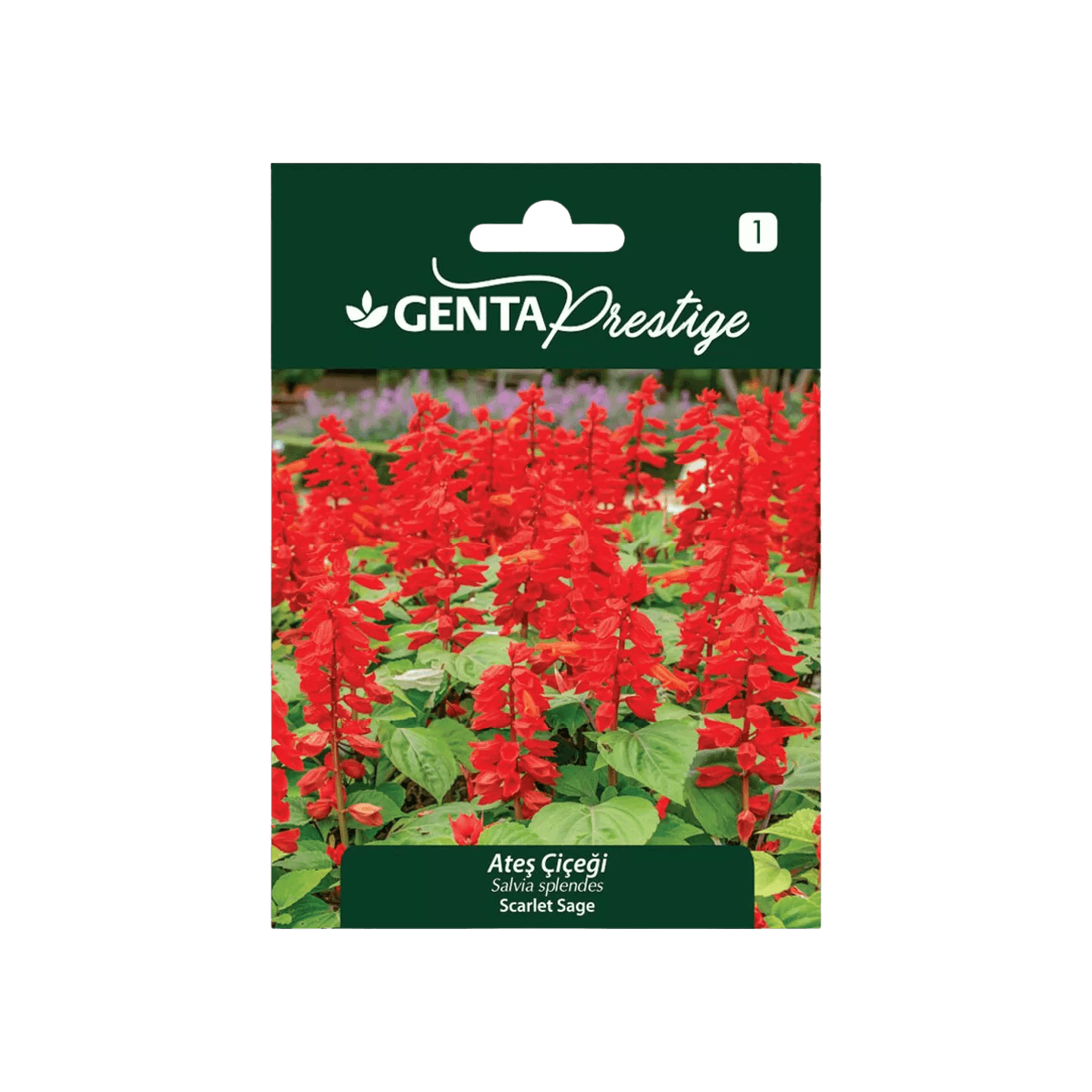 Genta Prestige Ateş Çiçeği Tohumu (Salvia splendens) – Alev Kırmızısı, Hızlı ve Yoğun Çiçeklenme