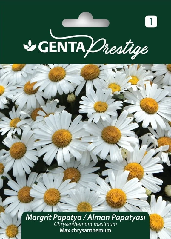 Genta Prestige Margrit Papatya (Chrysanthemum maximum) Tohumu – Çok Yıllık, Kolay Yetişen Bahçe Papatyası