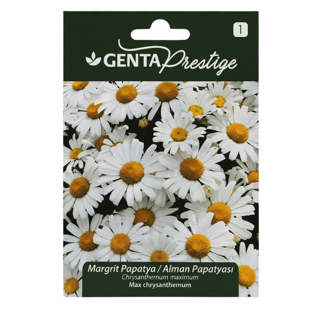 Genta Prestige Margrit Papatya (Chrysanthemum maximum) Tohumu – Çok Yıllık, Kolay Yetişen Bahçe Papatyası