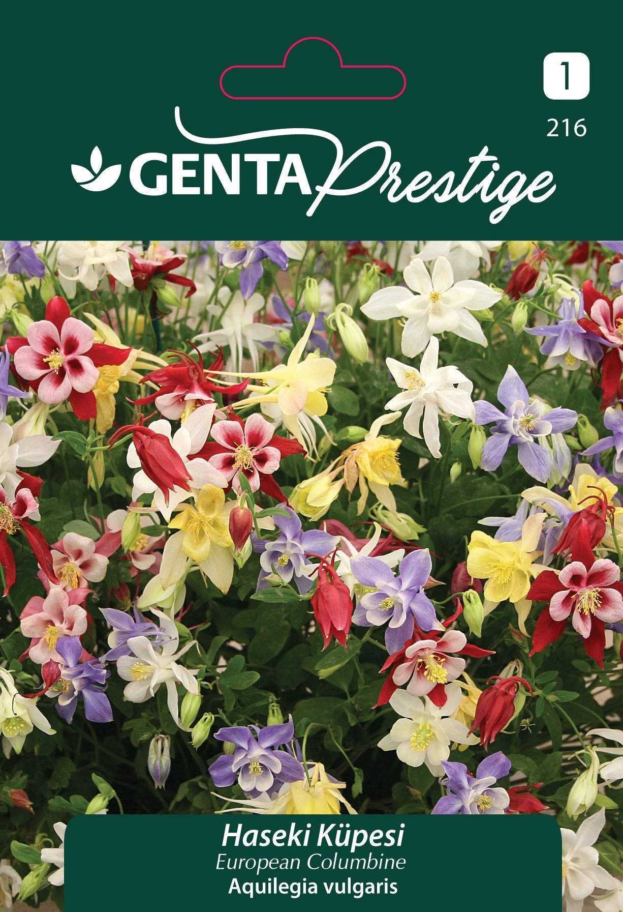 Genta Prestige Haseki Küpesi Tohumu – Renkli Columbine (Aquilegia vulgaris), Çok Yıllık Süs Bitkisi