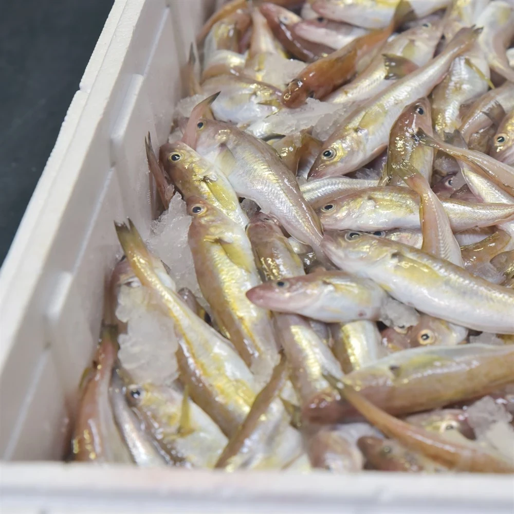 Karadeniz Mezgit (1 Kg)