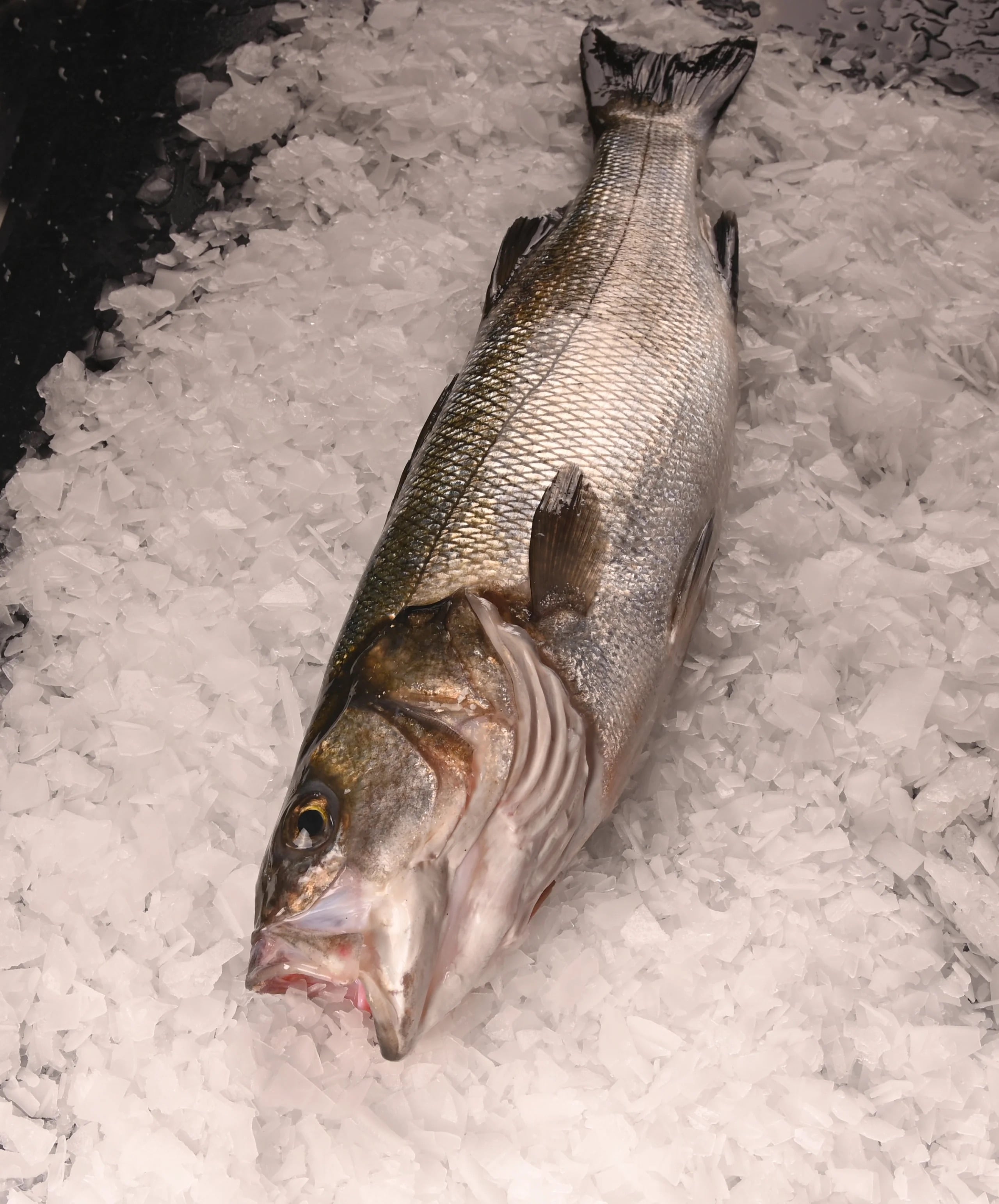 Orijinal Deniz Levrek (2,50 Kg'lik) Adet