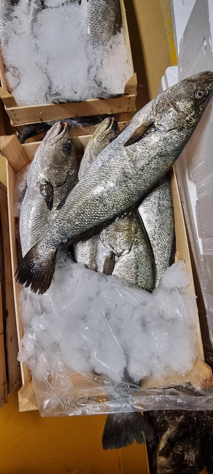Kaya Levreği 1.5-2 Kg