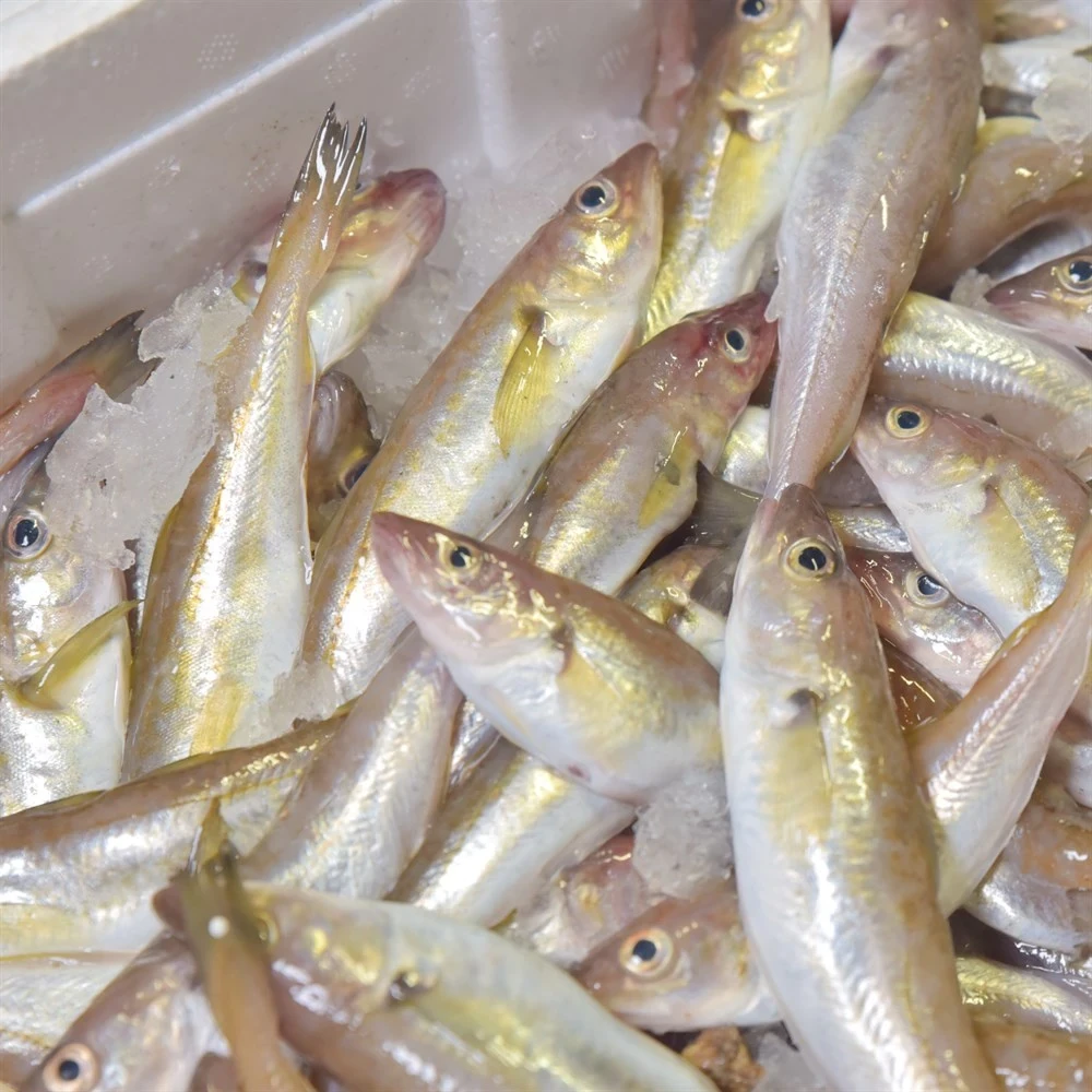 Karadeniz Mezgit (1 Kg)