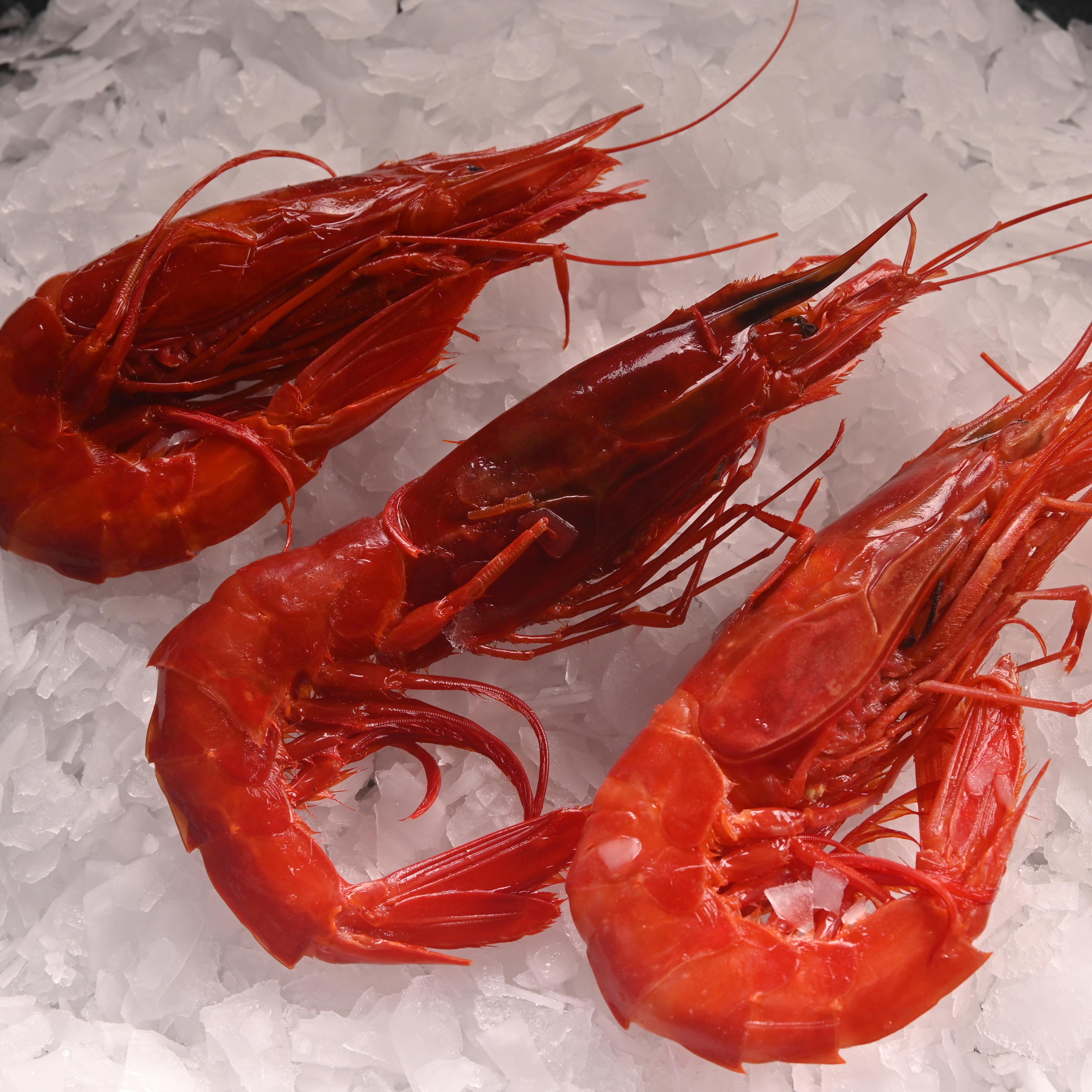 Carabineros Karides