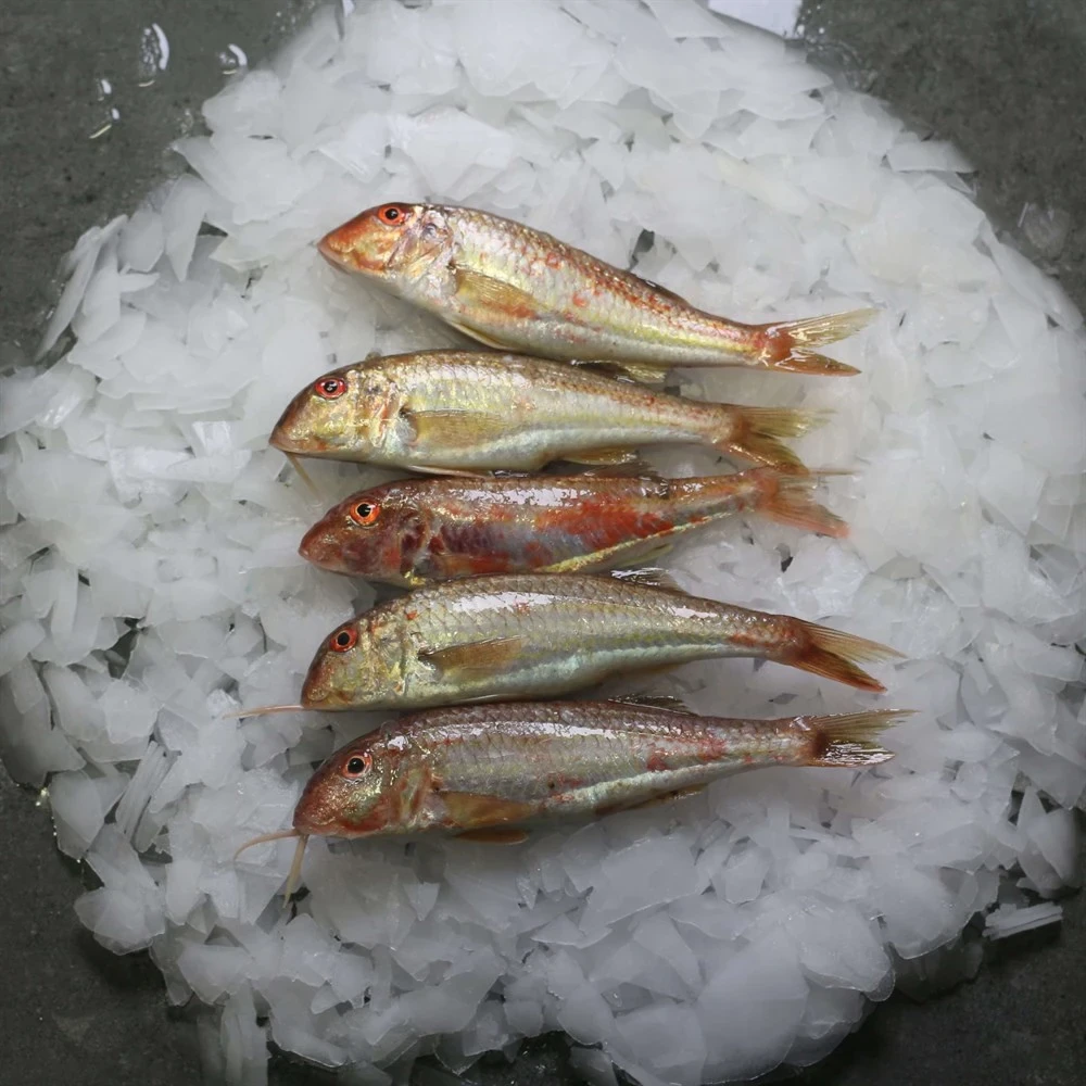 Çanakkale Barbun Tekir 1.5 - 2 Kg Kasa Taze