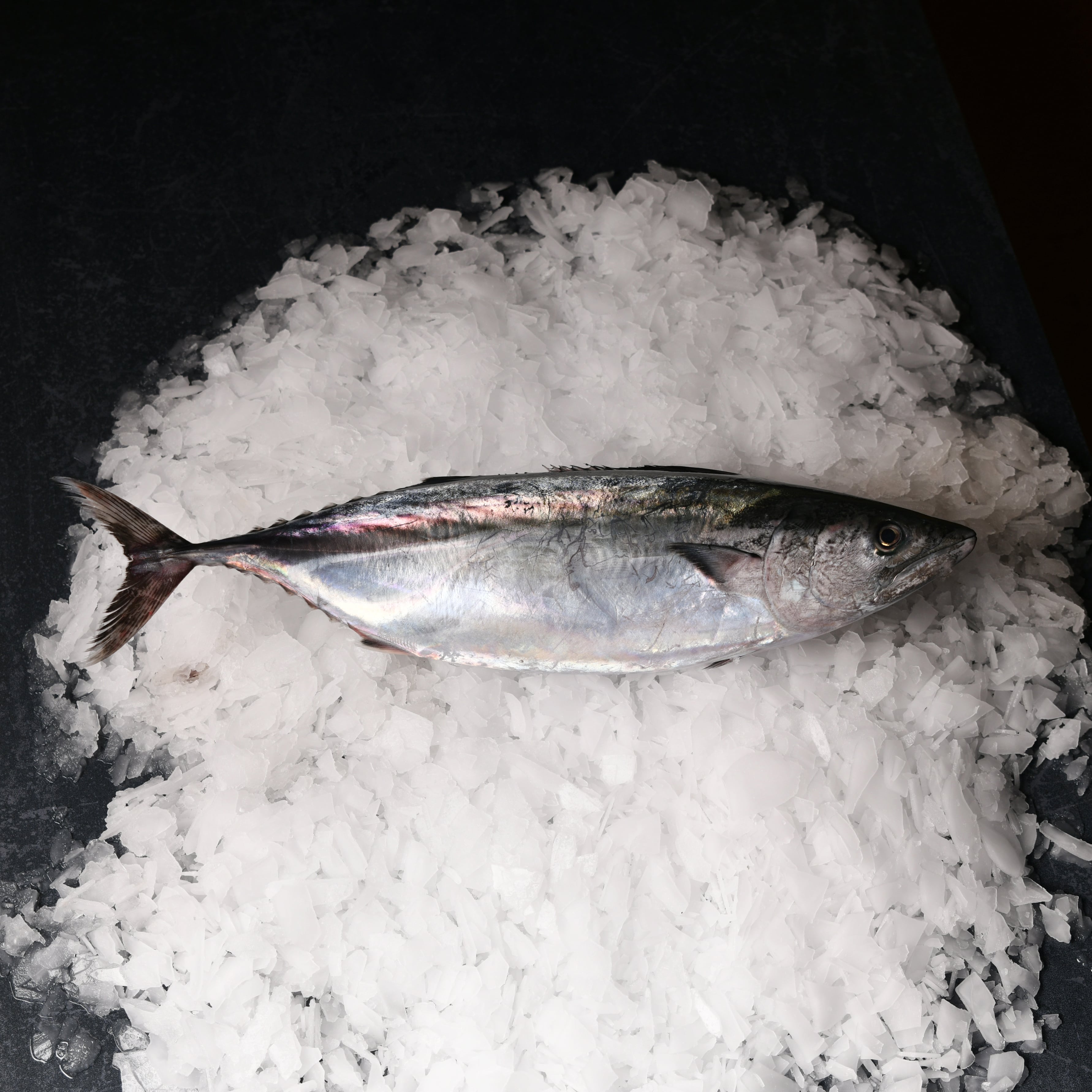 Palamut 750-950Gr