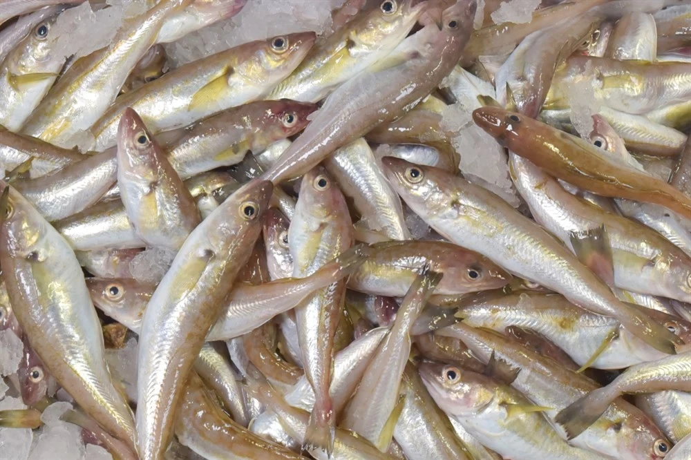 Karadeniz Mezgit (1 Kg)