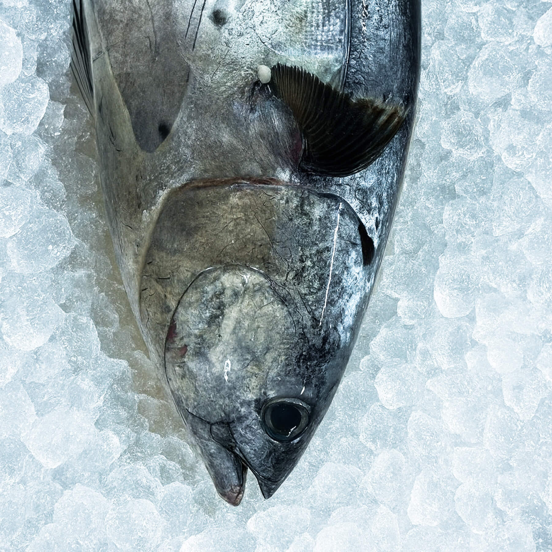 Ton Balığı Taze Adet - 5-5.5 Kg