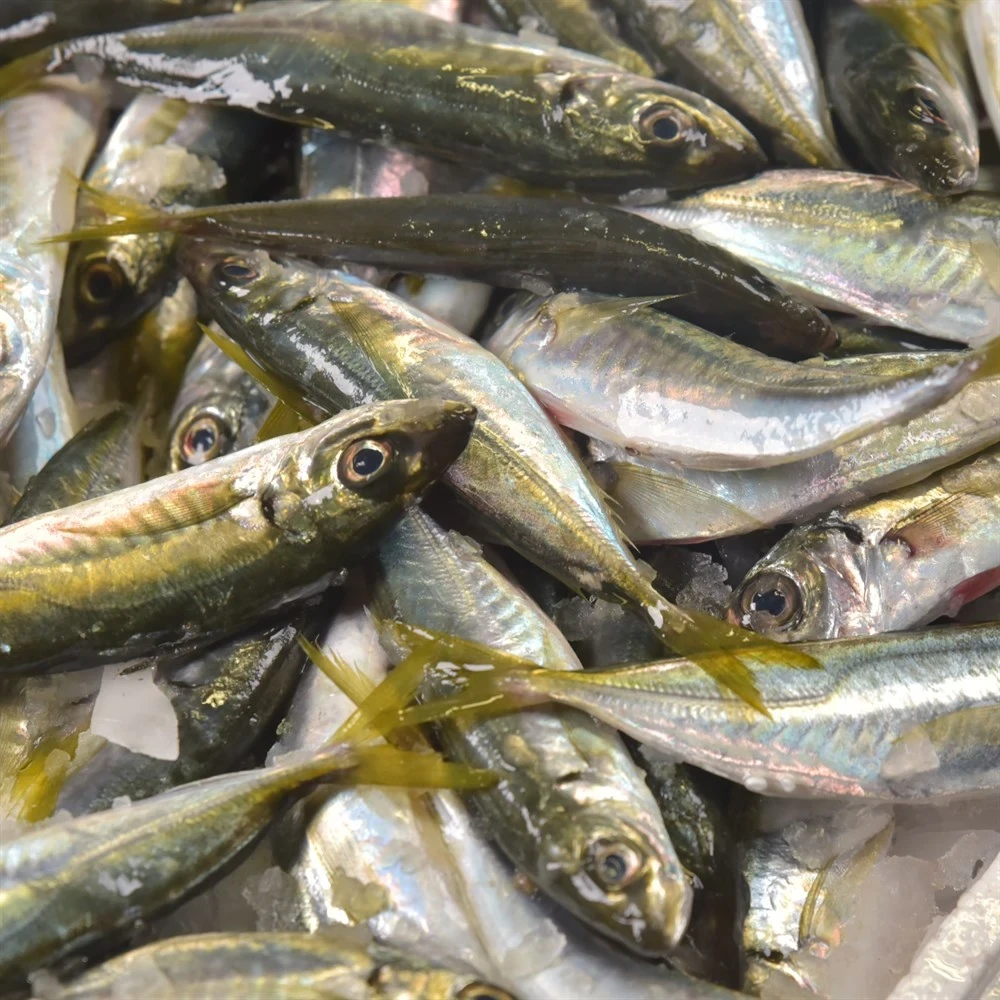 Karadeniz İstavrit (1 Kg)