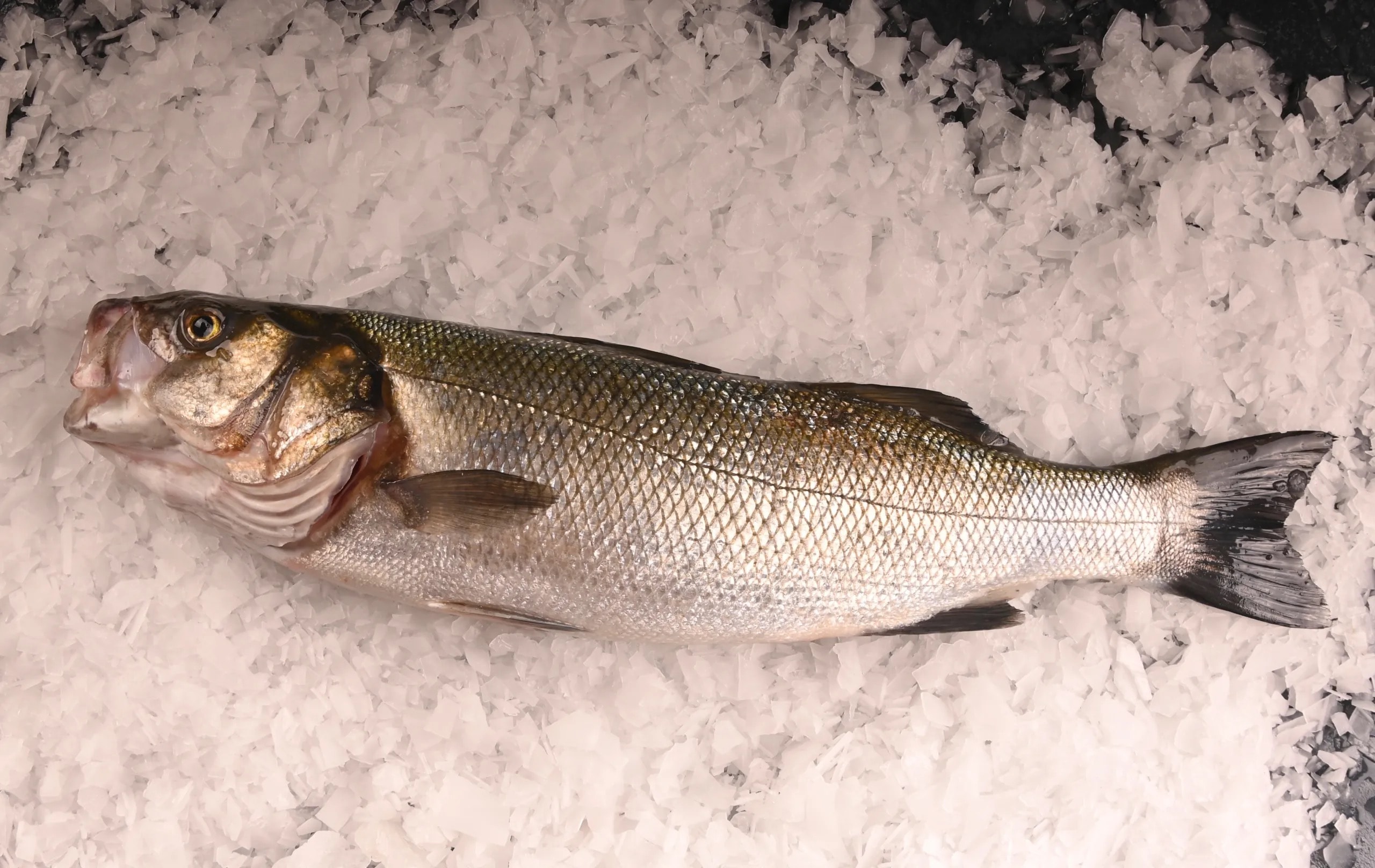 Orijinal Deniz Levrek (2,50 Kg'lik) Adet