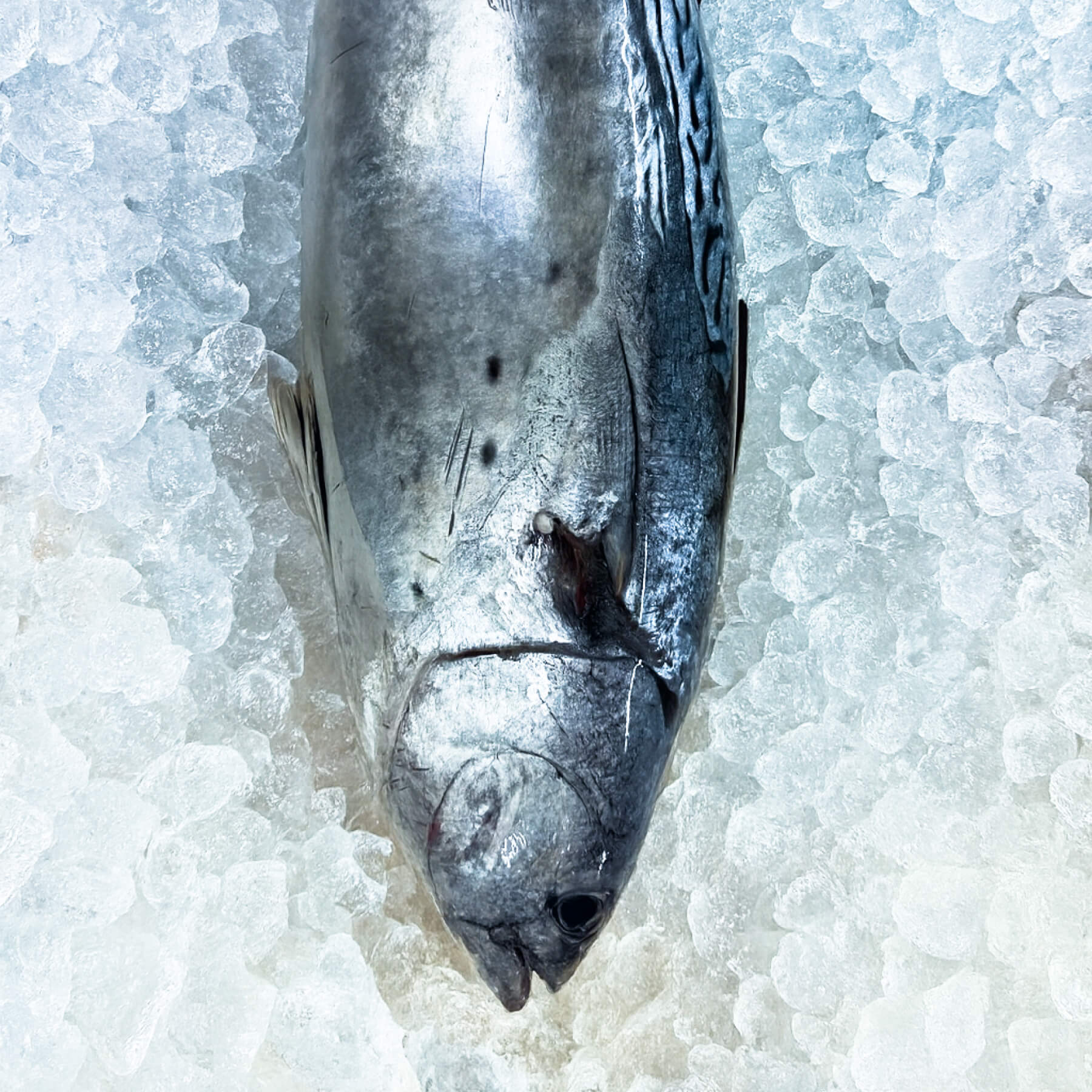 Ton Balığı Taze Adet