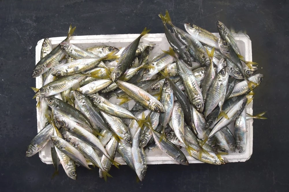 Karadeniz İstavrit (1 Kg)