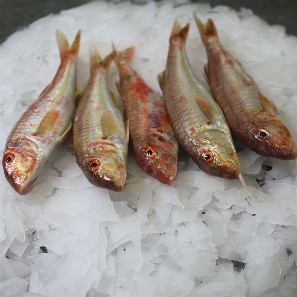 Çanakkale Barbun Tekir 1.5 - 2 Kg Kasa Taze