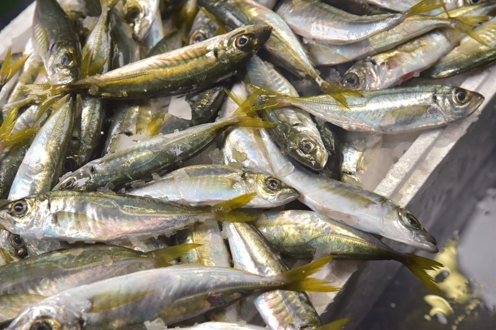 Karadeniz İstavrit (1 Kg)