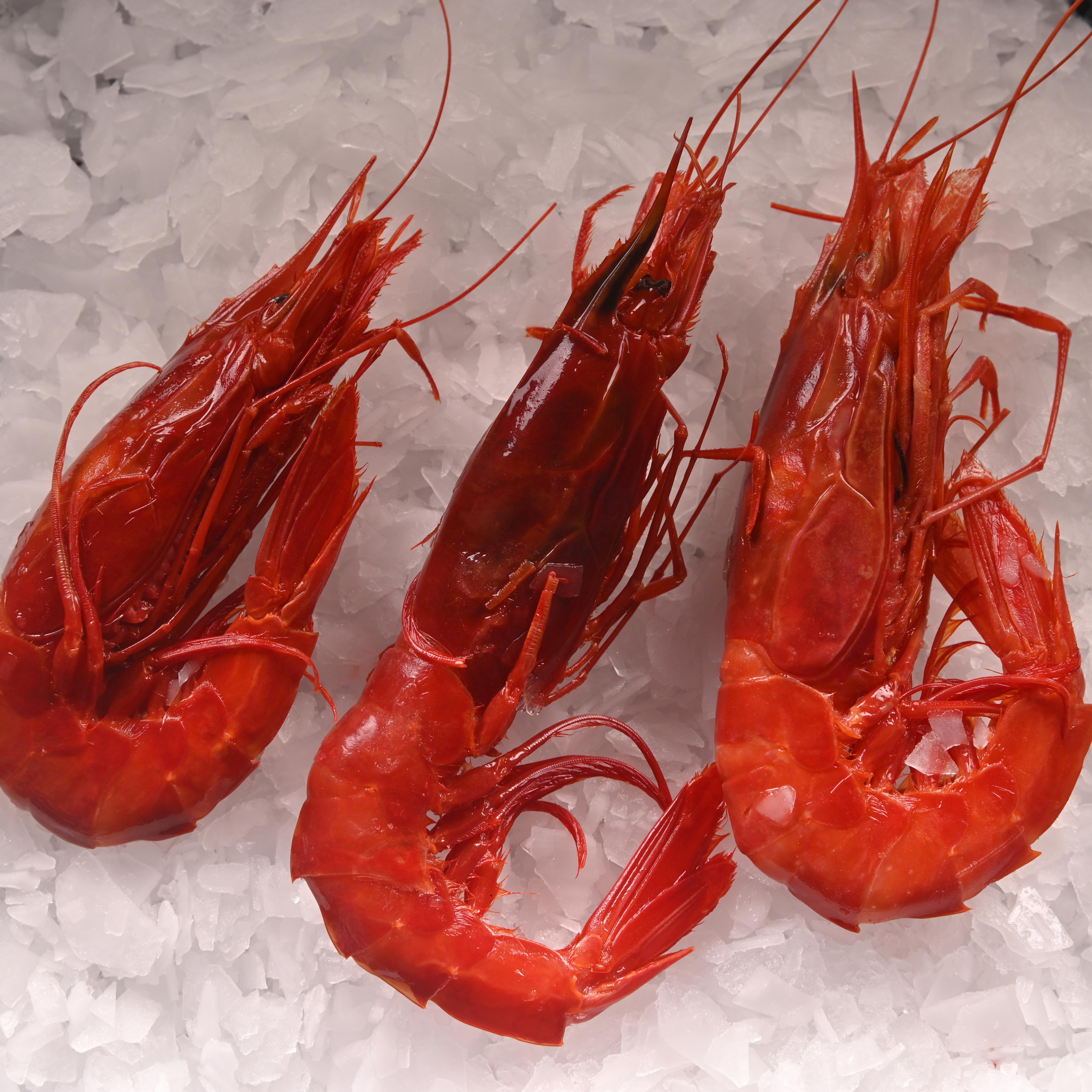 Carabineros Karides